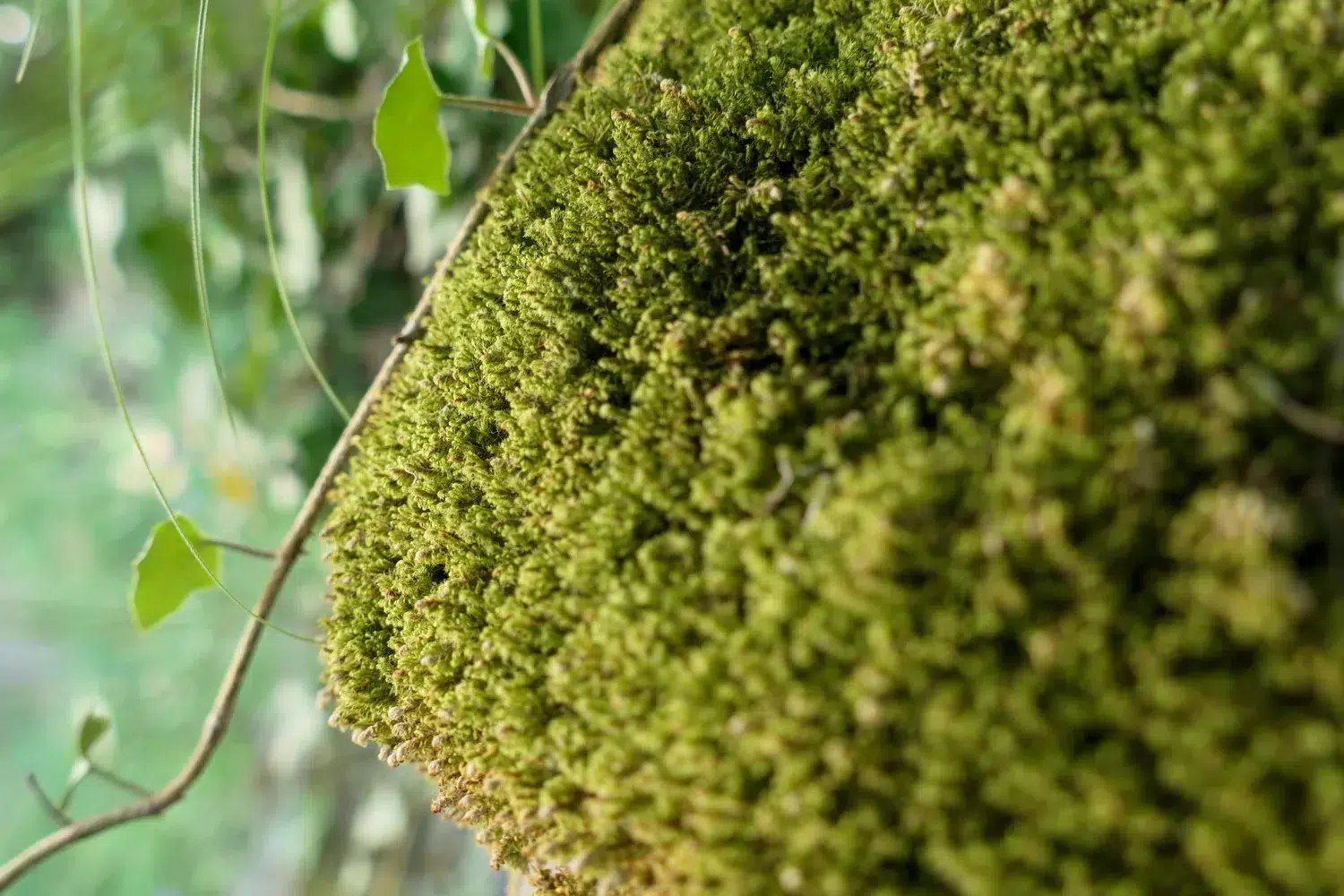 [submenu] Muschi si licheni