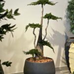 Bonsai Juniperus Stabilizat 1,6 m