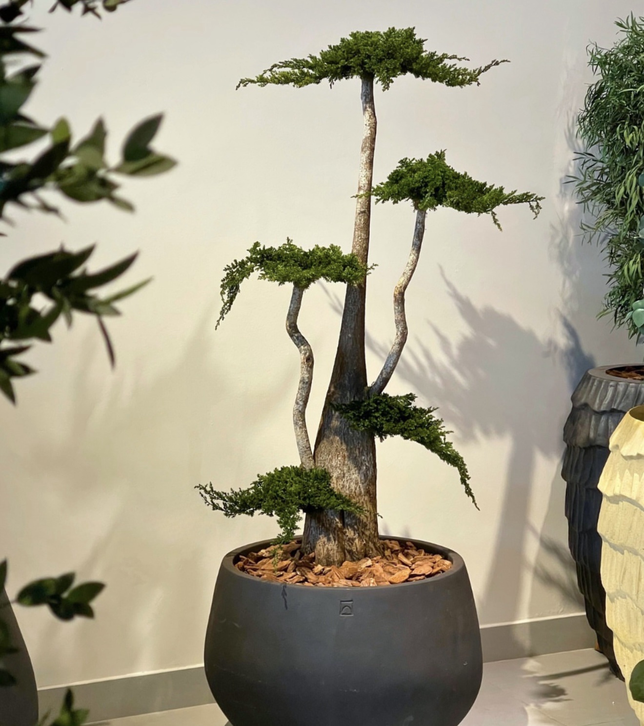 Bonsai Juniperus Stabilizat 1,6 m Bonsai Juniperus Stabilizat 1,6 m