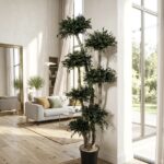 Arbore Eucalipt Parvifolia 7 sfere