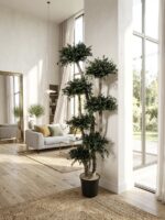 Arbore Eucalipt Parvifolia 7 sfere