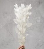 Ruscus Alb Stabilizat - imagine 2
