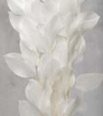 Ruscus Alb Stabilizat - imagine 4